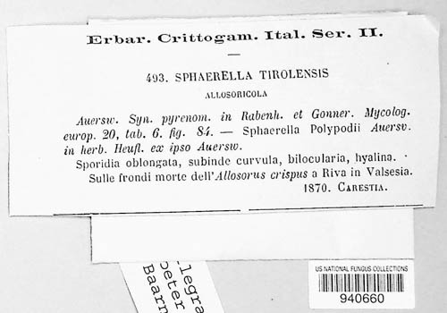 Sphaerella tirolensis image